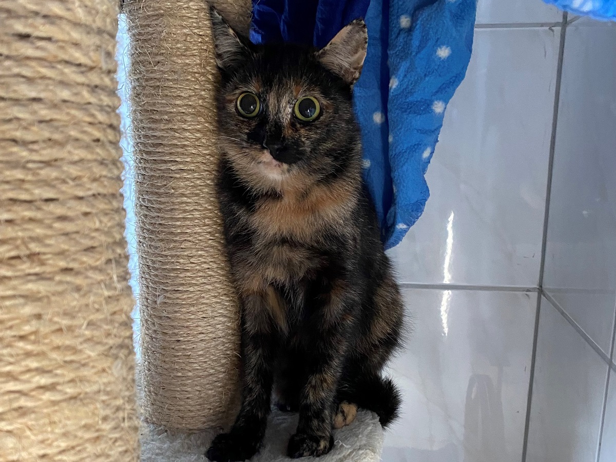 Lola1.jpg Lola1.jpg